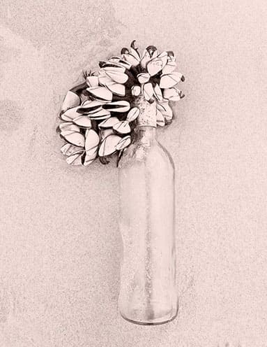 Caracolas Inerva